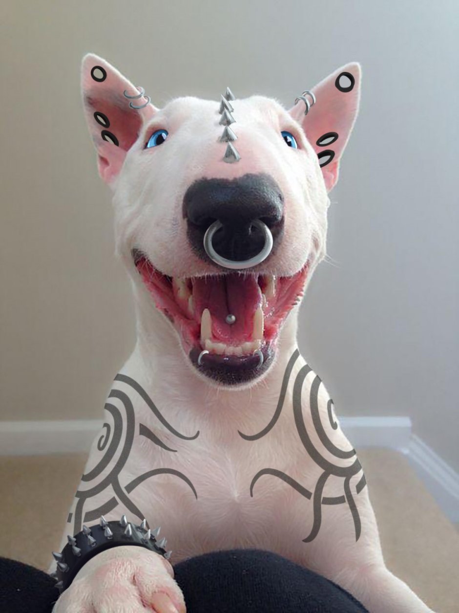 Улыбка таксы