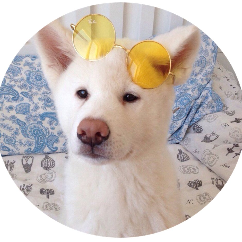 Бойцовская порода бультерьер