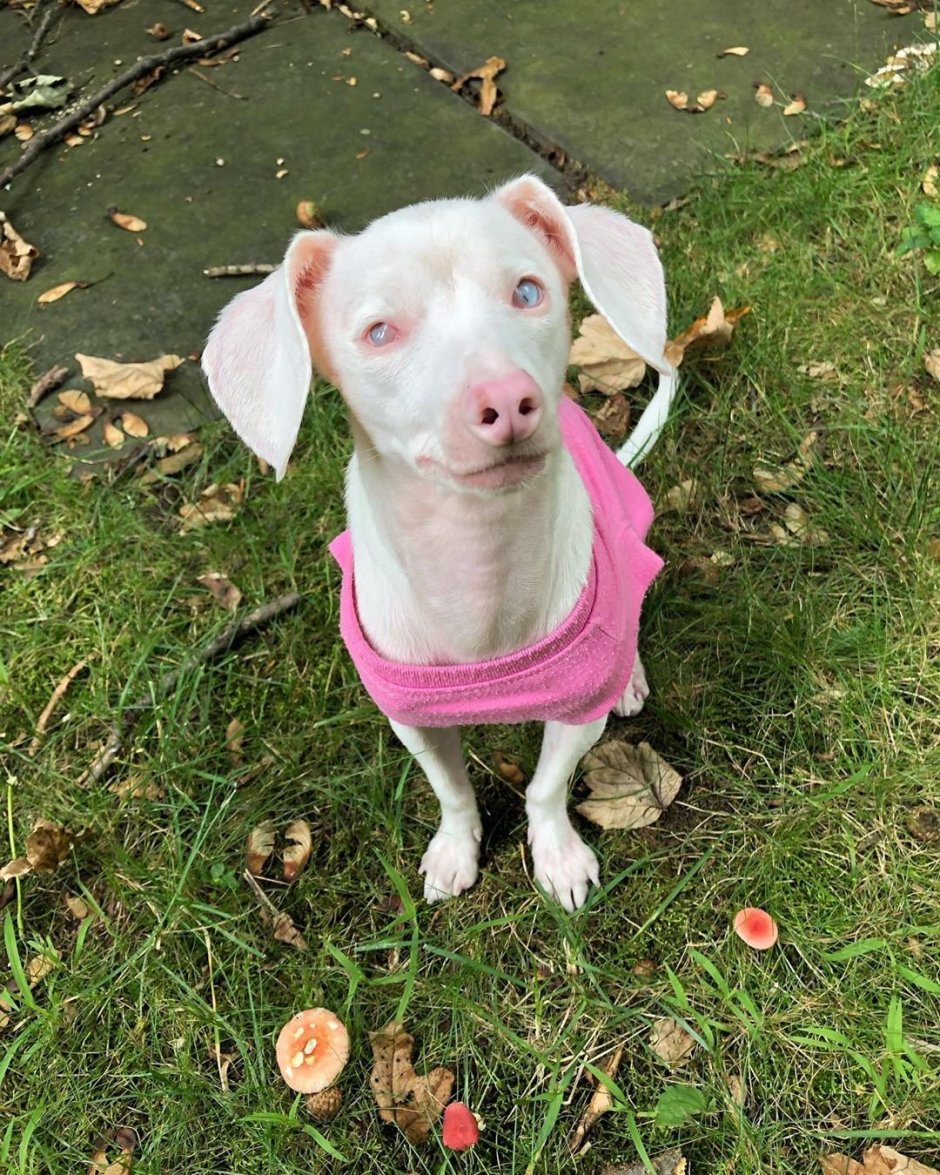 Обои на телефон белая собака