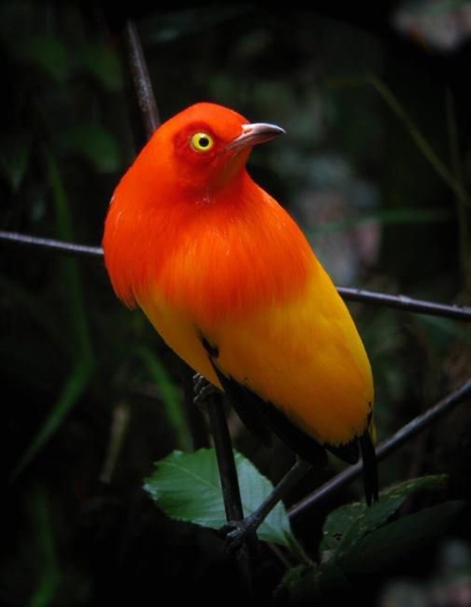 Австралийский золотой шалашник