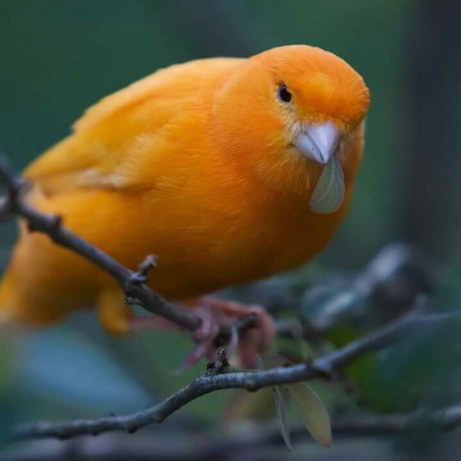 Птица рыжего цвета