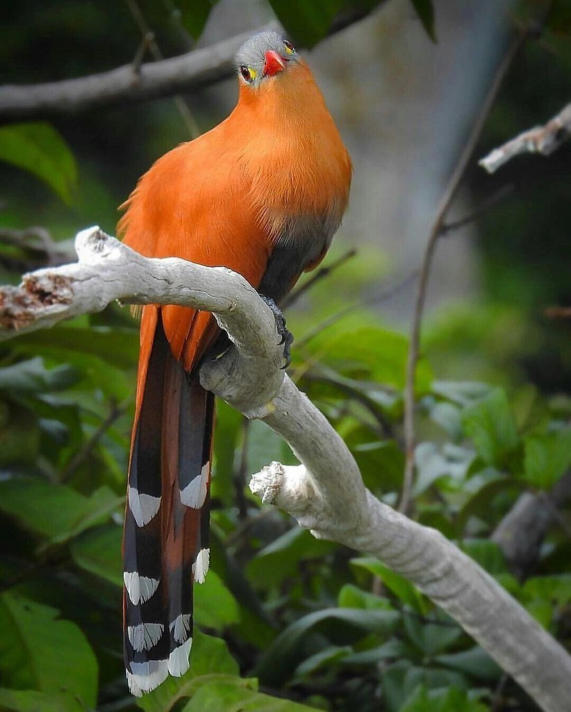 Оранжевые Райские птицы