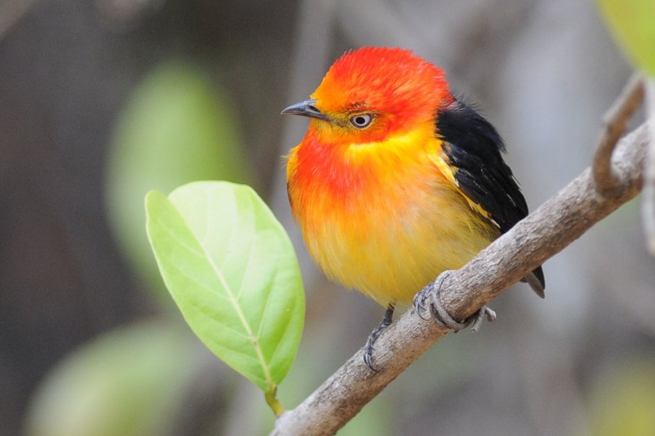 Bullock's Oriole
