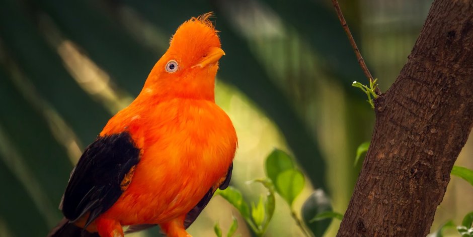 Оранжевый пёстрый голубь