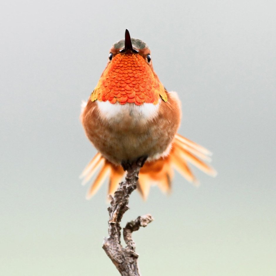 Оранжевый Зяблик