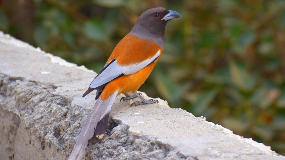 Оранжевая птица