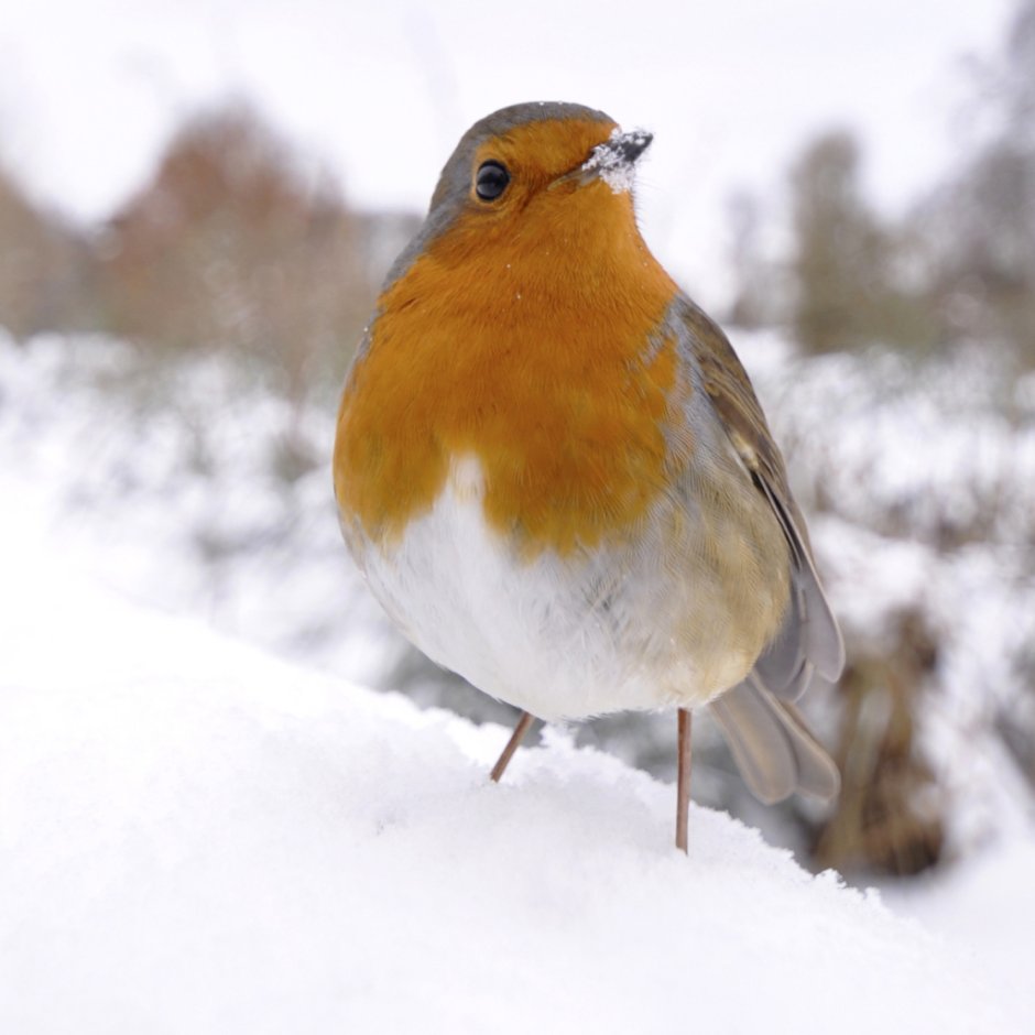 Птица Гвианский скальный петушок