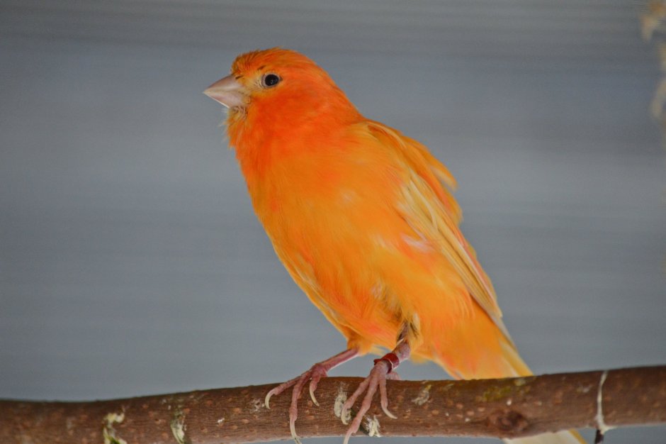 Оранжевая птица