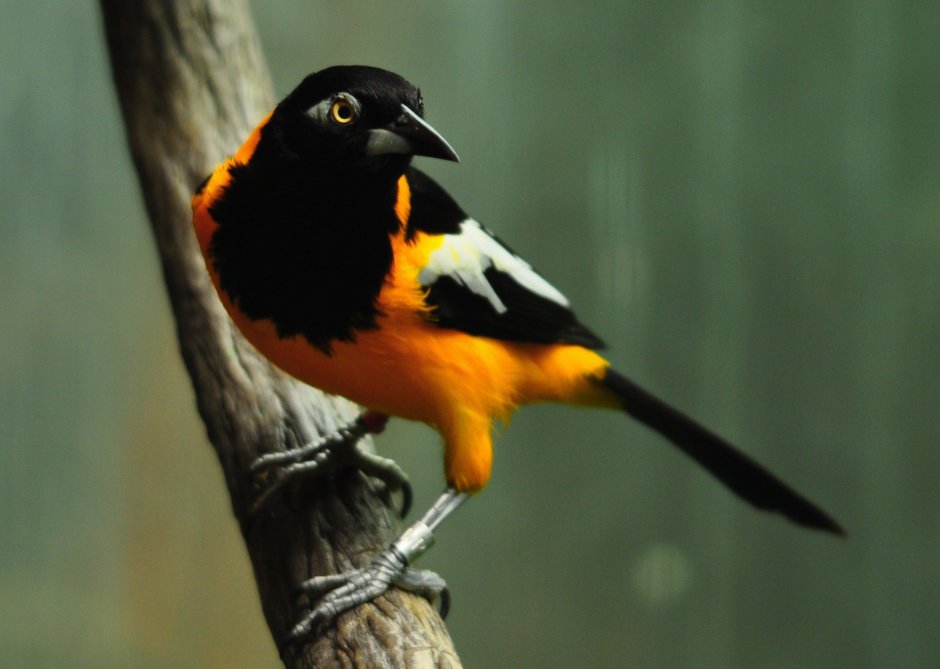 Птица с оранжевым клювом