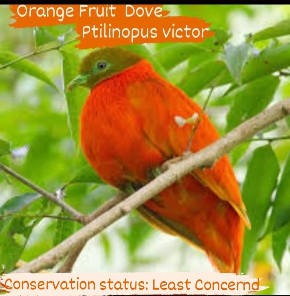 Курица оранжевого цвета