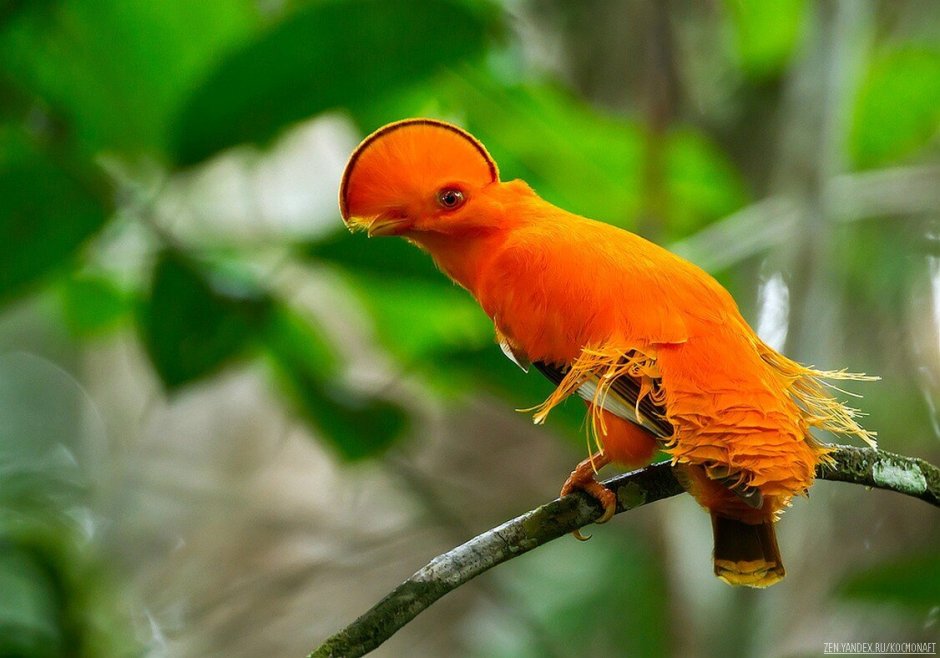 Алая Гавайская древесница это