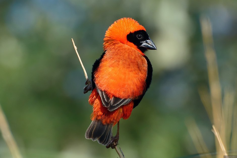 Фламинго птица оранжевый