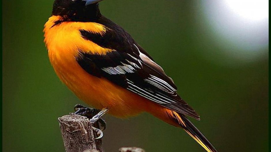 Птица с оранжевым хвостом