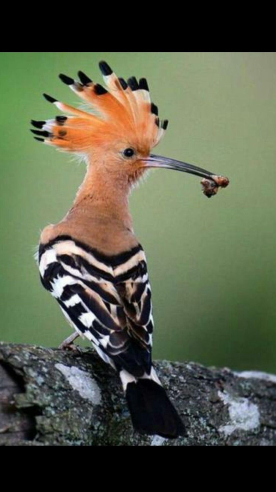 Оранжевая птица