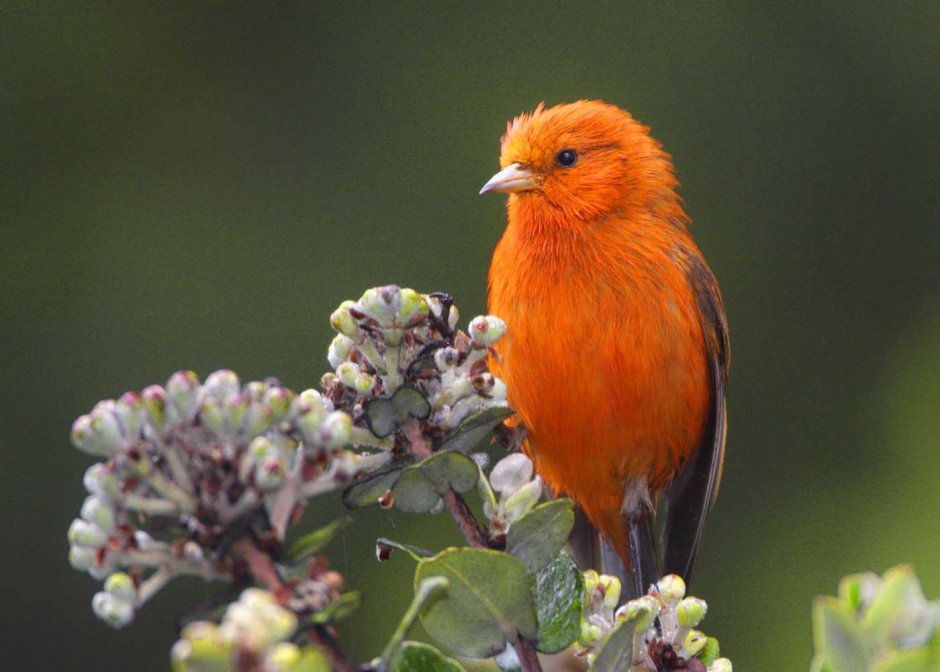 Птица Балтиморская Иволга