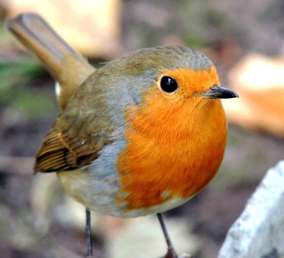 Гвианский скальный петух