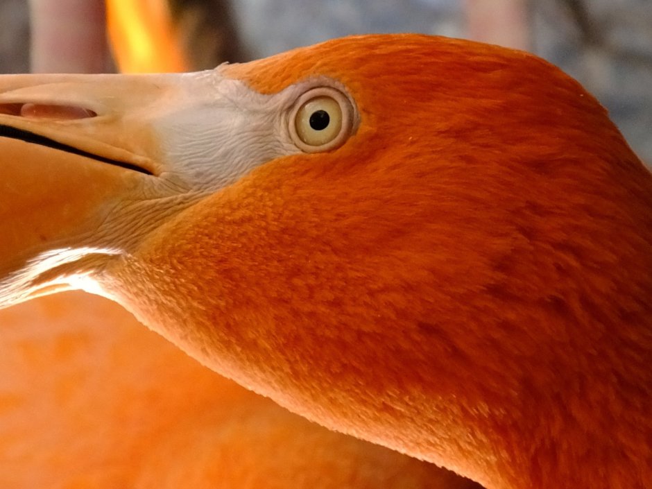 Птичка кенар оранжевый