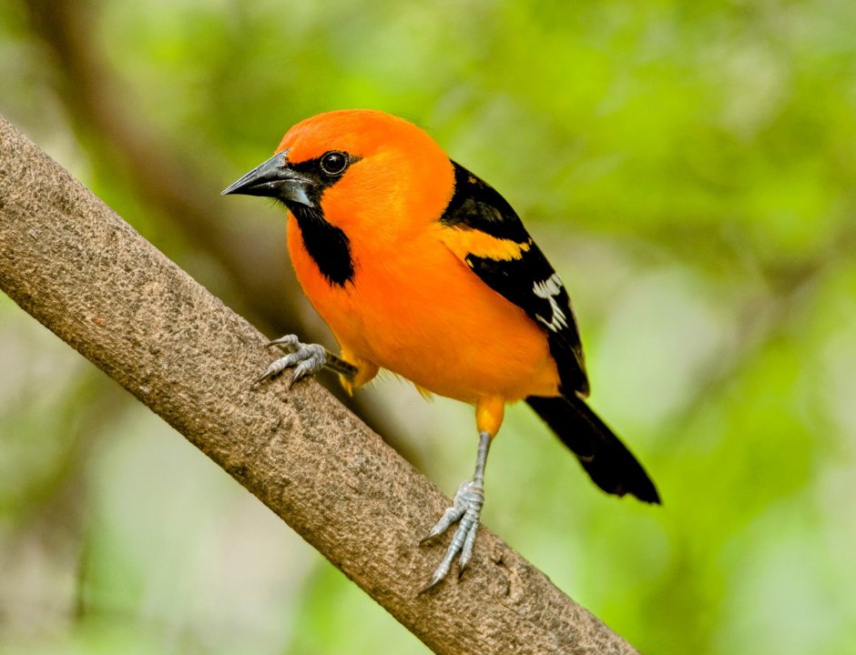 Птица Балтиморская Иволга