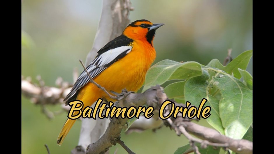 Птица с рыжим клювом