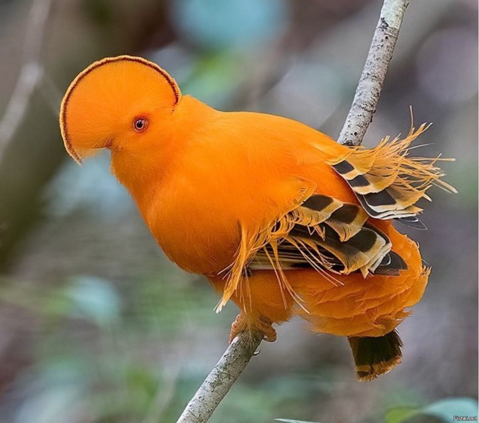 Экзотическая желто чёрная птица