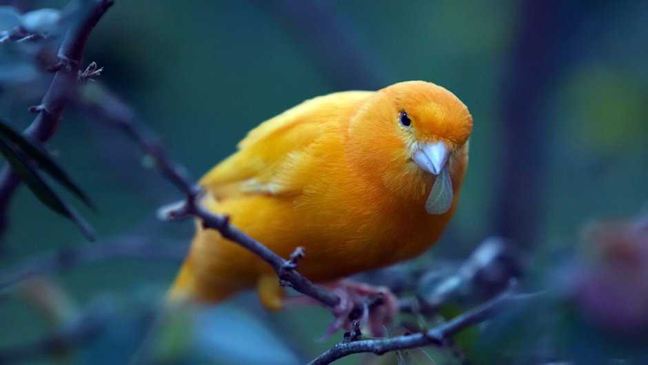 Оранжевый пёстрый голубь