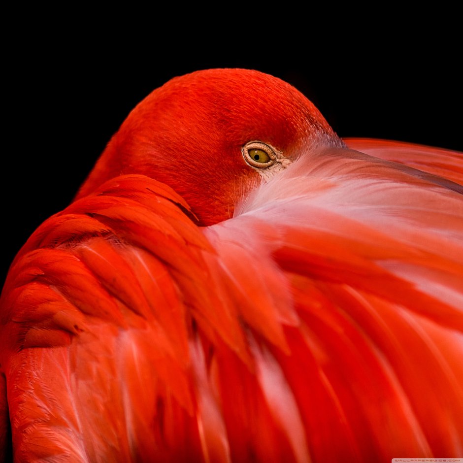 Удод птица Удмуртии