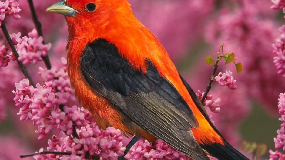 Оранжевая птица большая