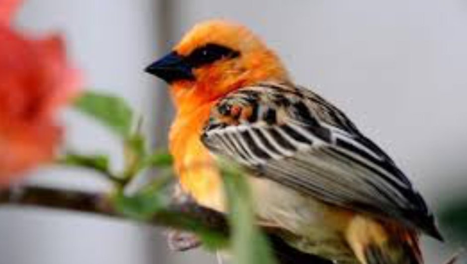 Птички с красными грудками