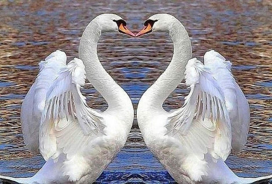 Лебеди и Лотосы