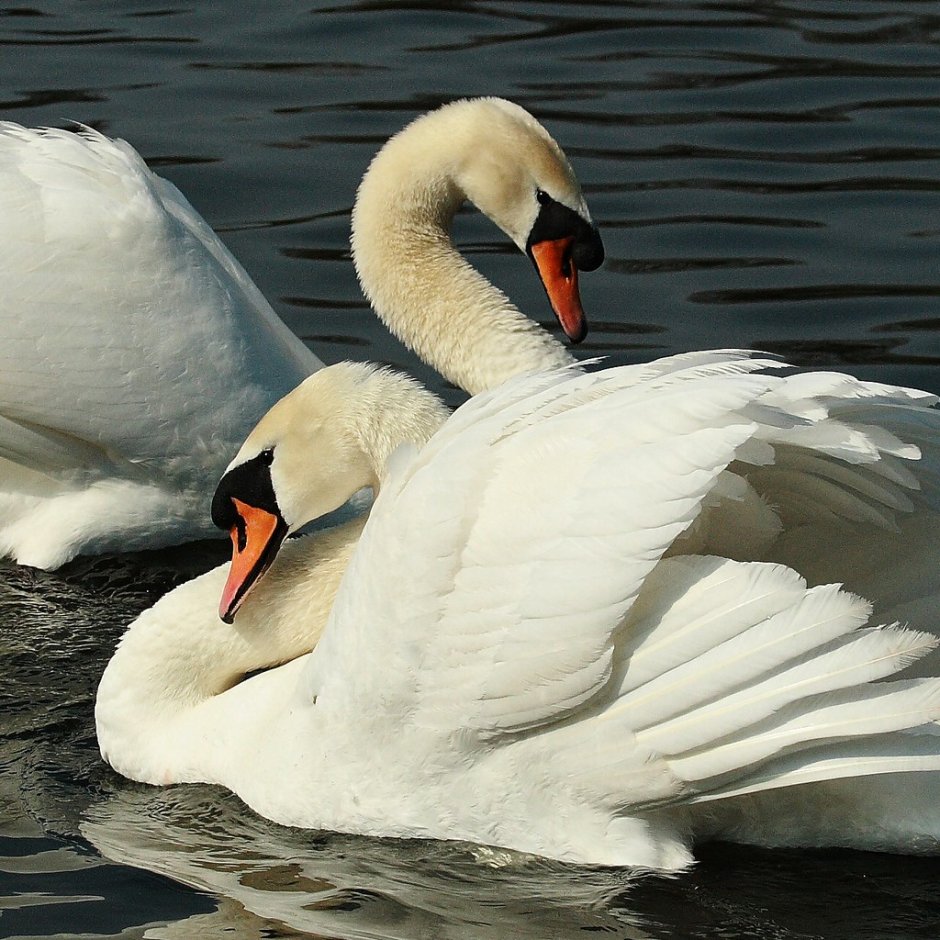 Swan couple