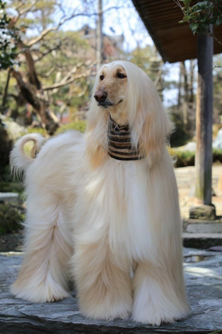 Аборигенная Афганская борзая