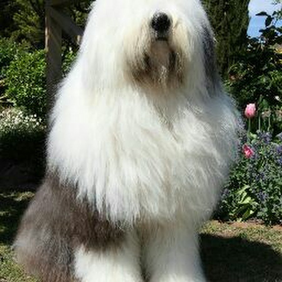 Бобтейл Чао