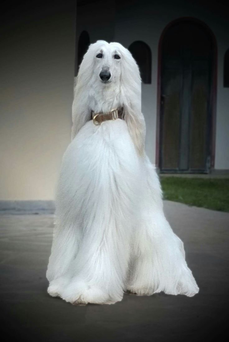 Афганская борзая белая