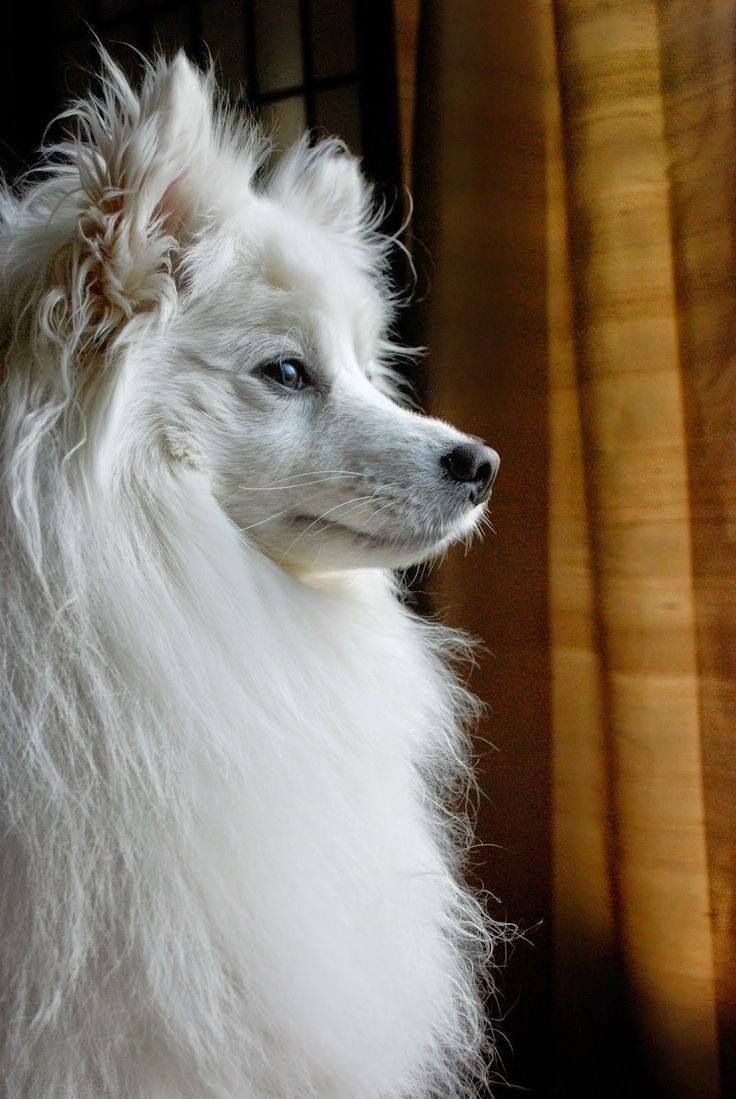 Эскимосский шпиц