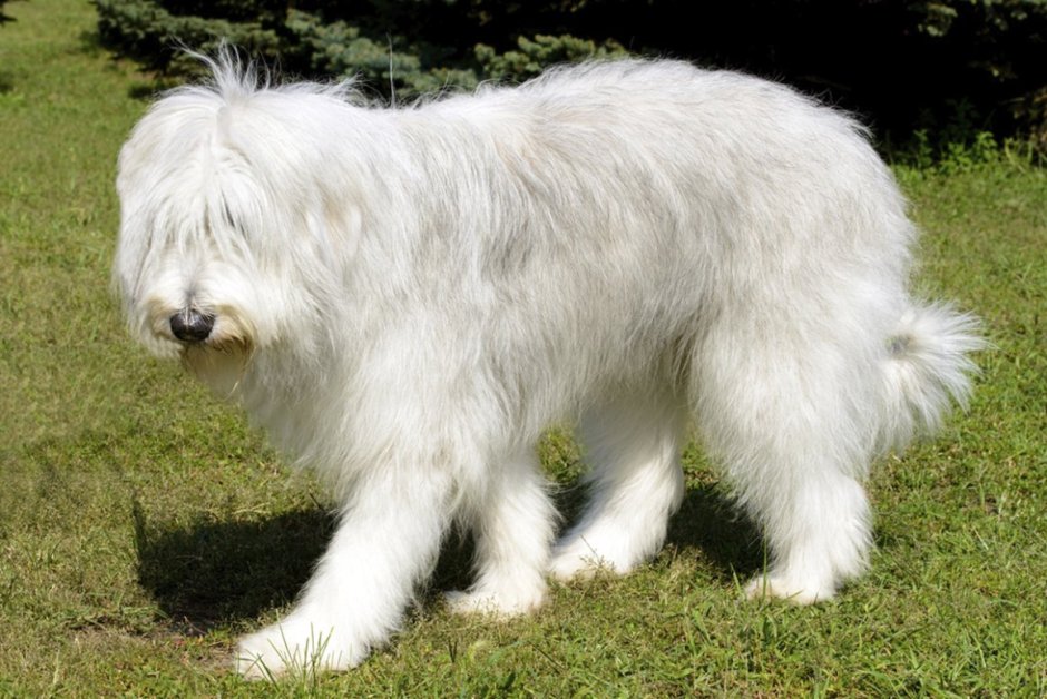 Собака большая породистая белая длинношерстная