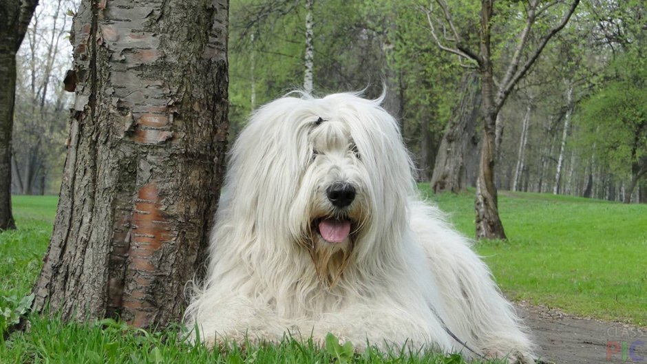 Порода Южнорусская овчарка