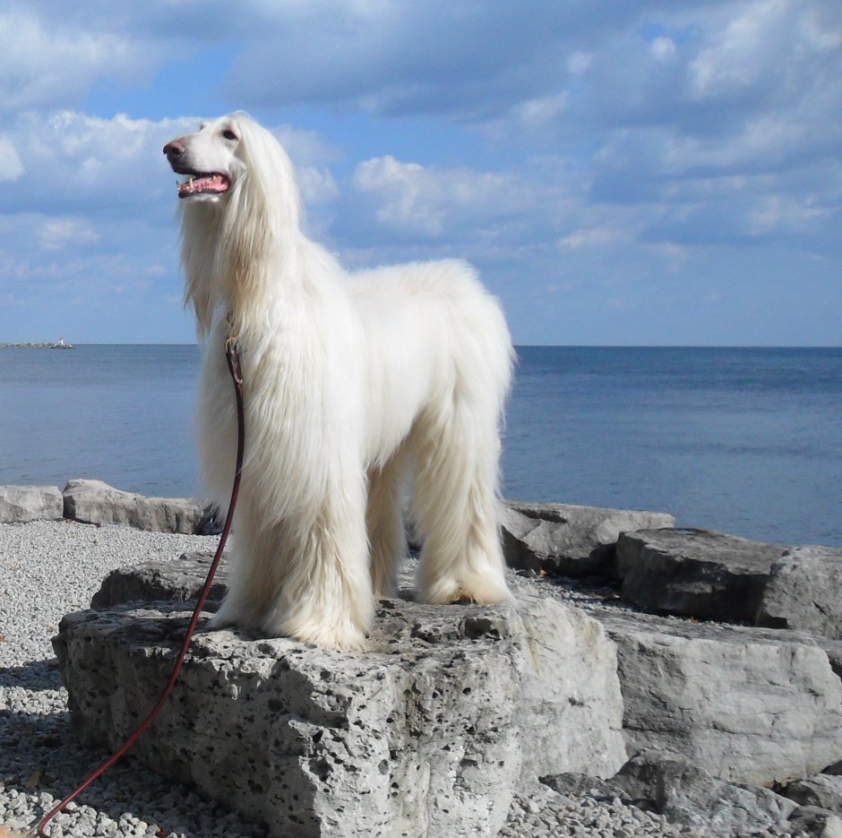 Афганская борзая белая