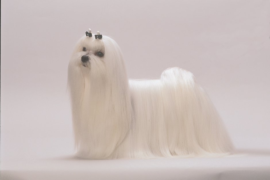 Мальтийская болонка шерсть