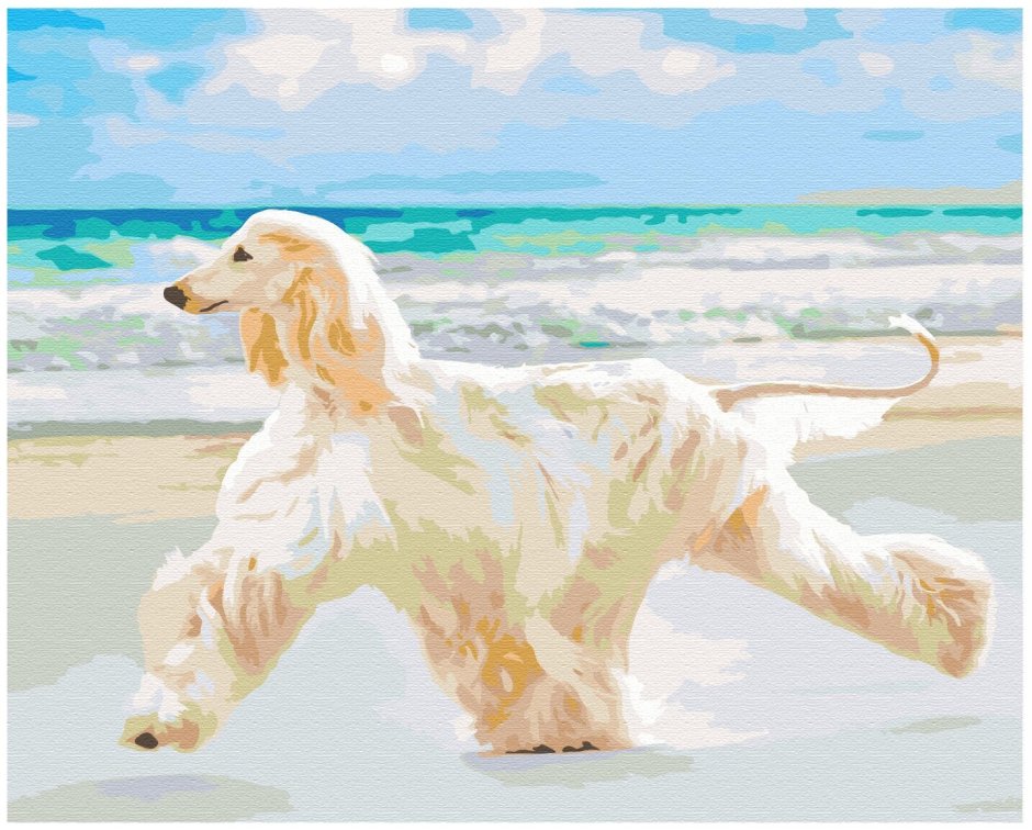 Афганская борзая белая