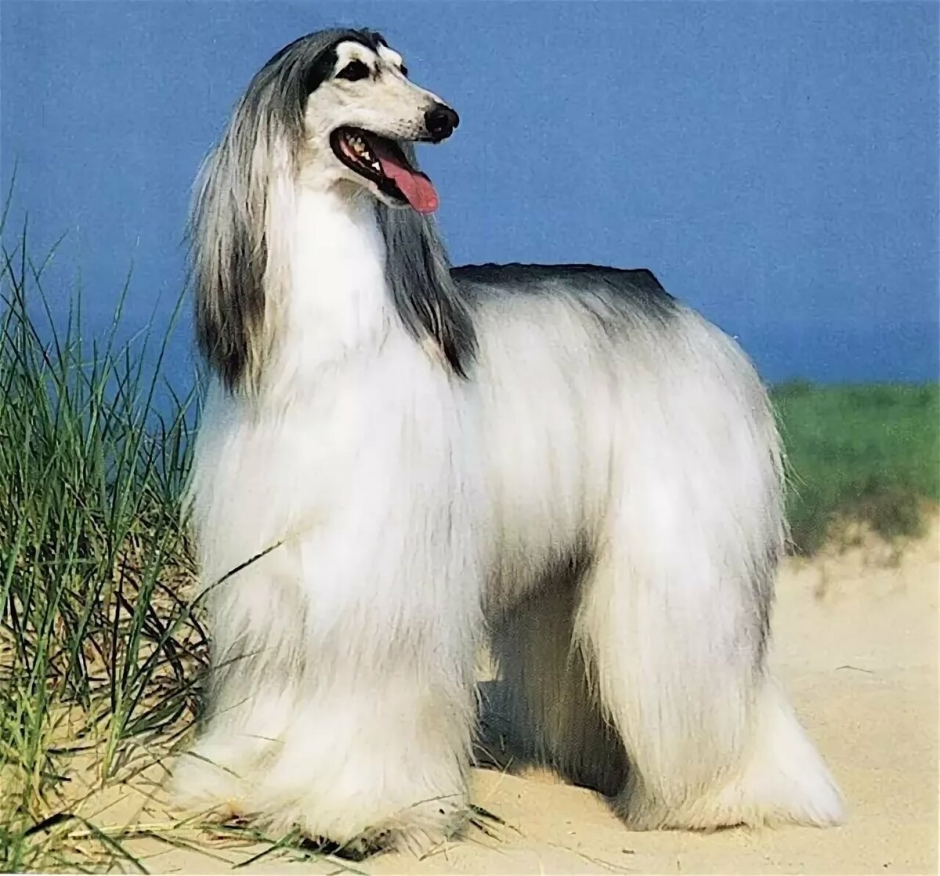 Афганская борзая