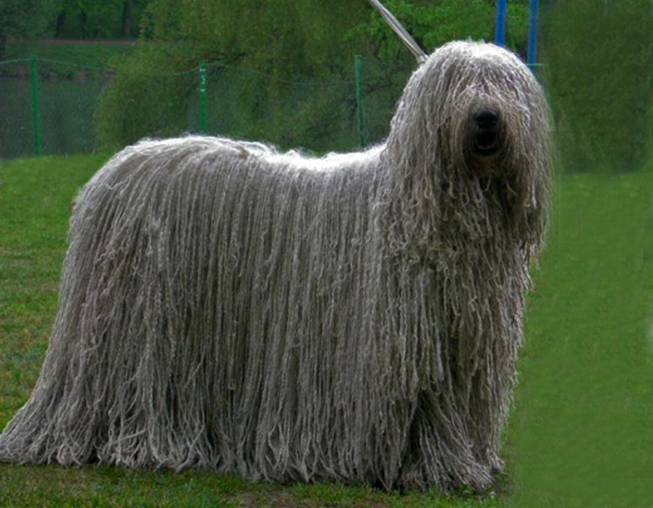 Венгерская овчарка Командор