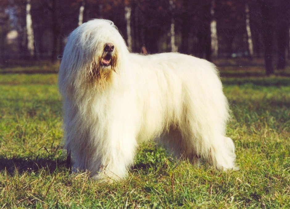 Южнорусская овчарка