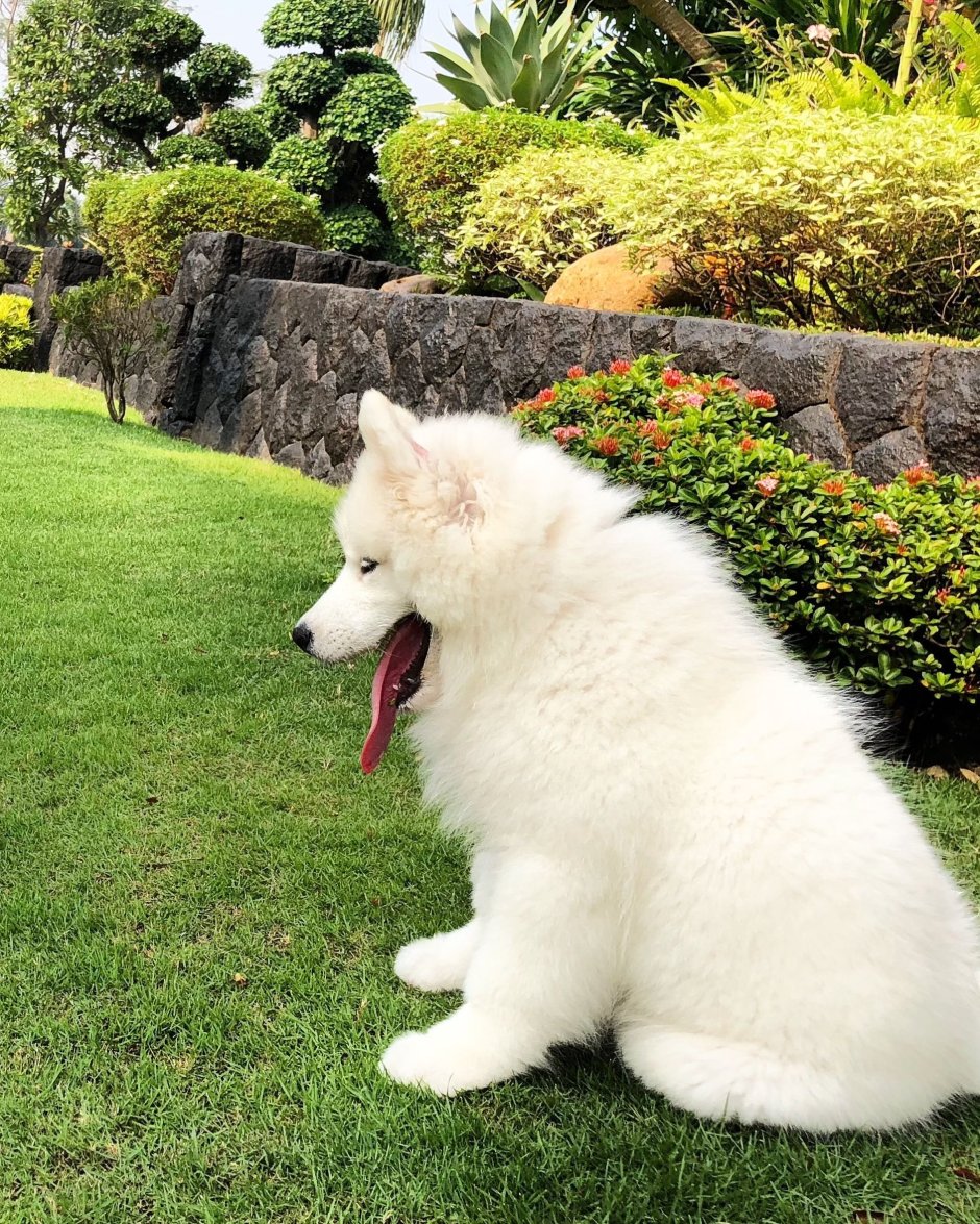 Самоедская овчарка