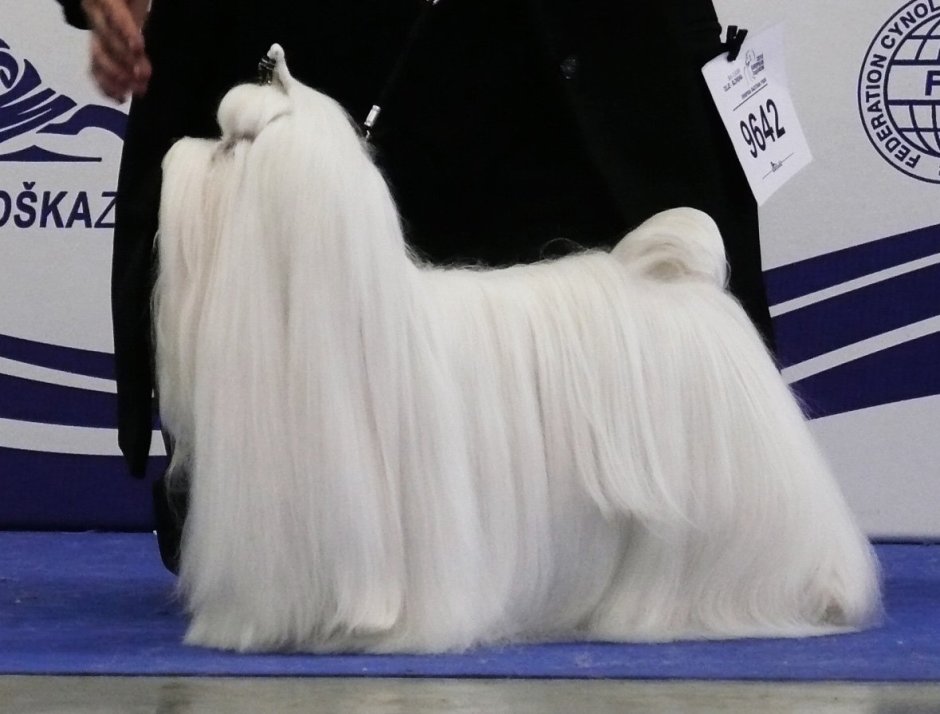 Мальтийская болонка с длинной шерстью