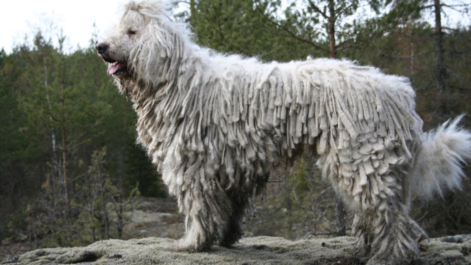 Мастиф Командор