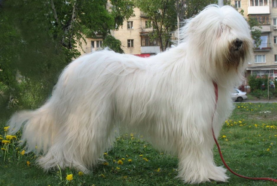 Порода Южнорусская овчарка