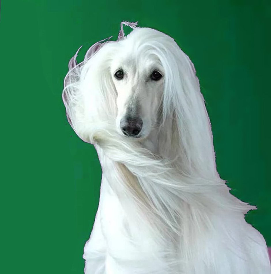 Хохлатая борзая