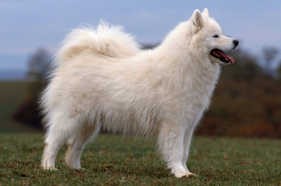 Пиренейский шпиц порода