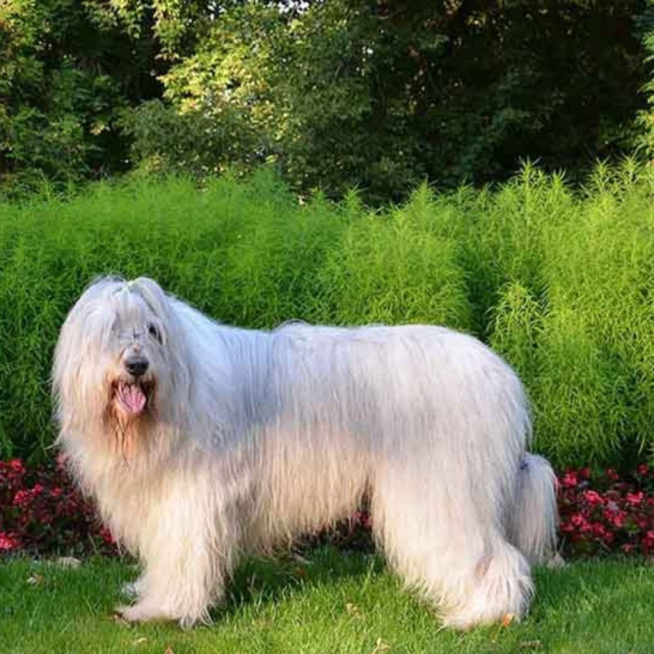 Южнорусская овчарка палевая