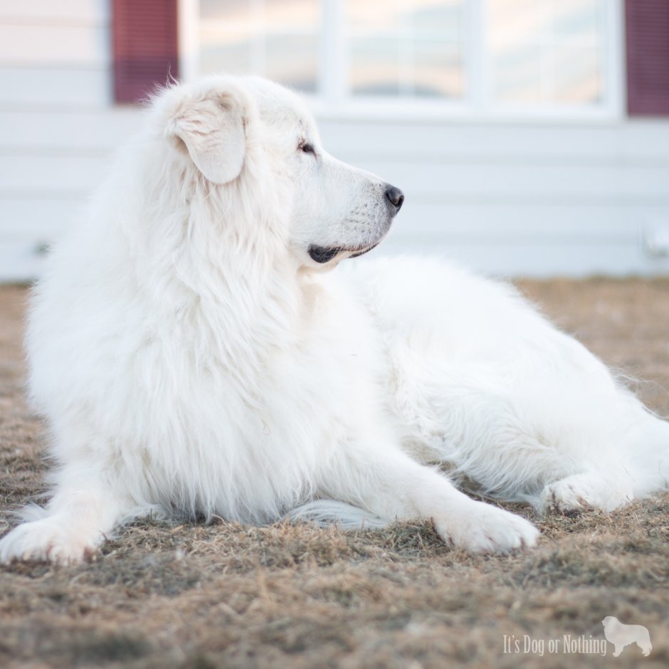 Пиренейская Горная собака пушистая белая